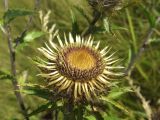 Carlina intermedia