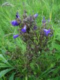 Campanula sibirica