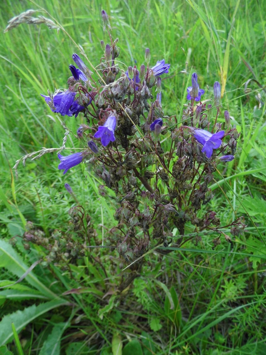 Image of Campanula sibirica specimen.