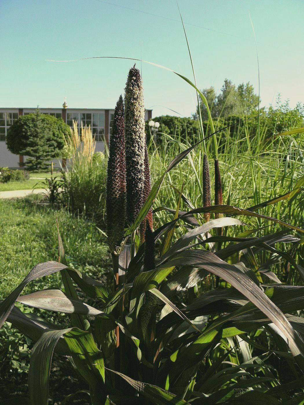 Изображение особи Pennisetum americanum.