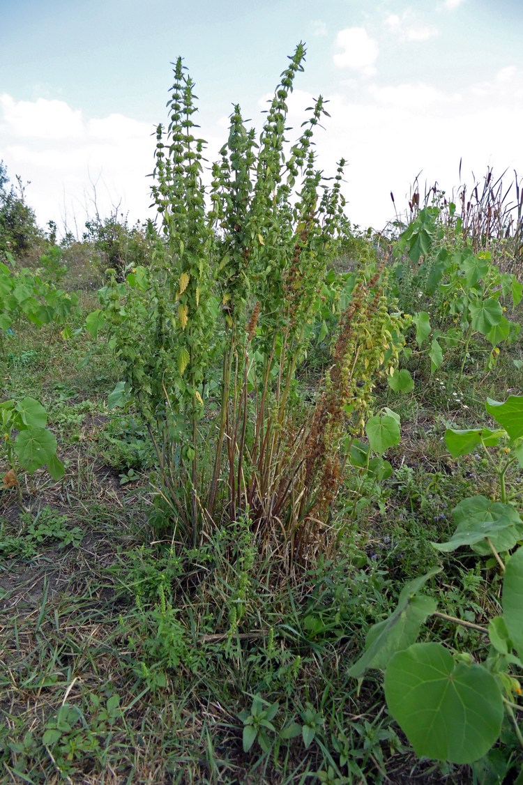 Изображение особи Chaiturus marrubiastrum.