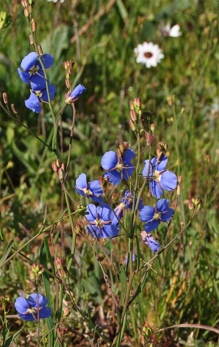 Image of Heliophila coronopifolia specimen.