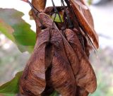 Acer ginnala
