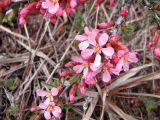 Cerasus tianshanica