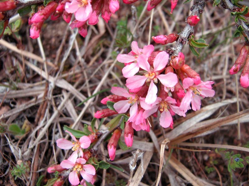 Image of Cerasus tianshanica specimen.