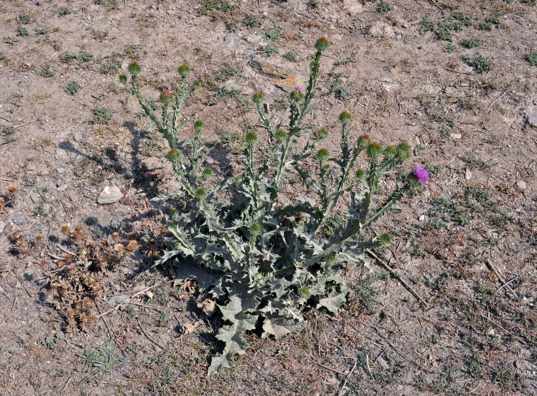 Image of Onopordum acanthium specimen.