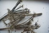 Agasyllis latifolia
