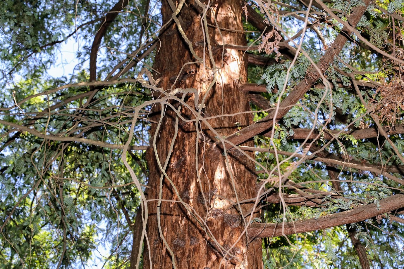 Image of Sequoia sempervirens specimen.