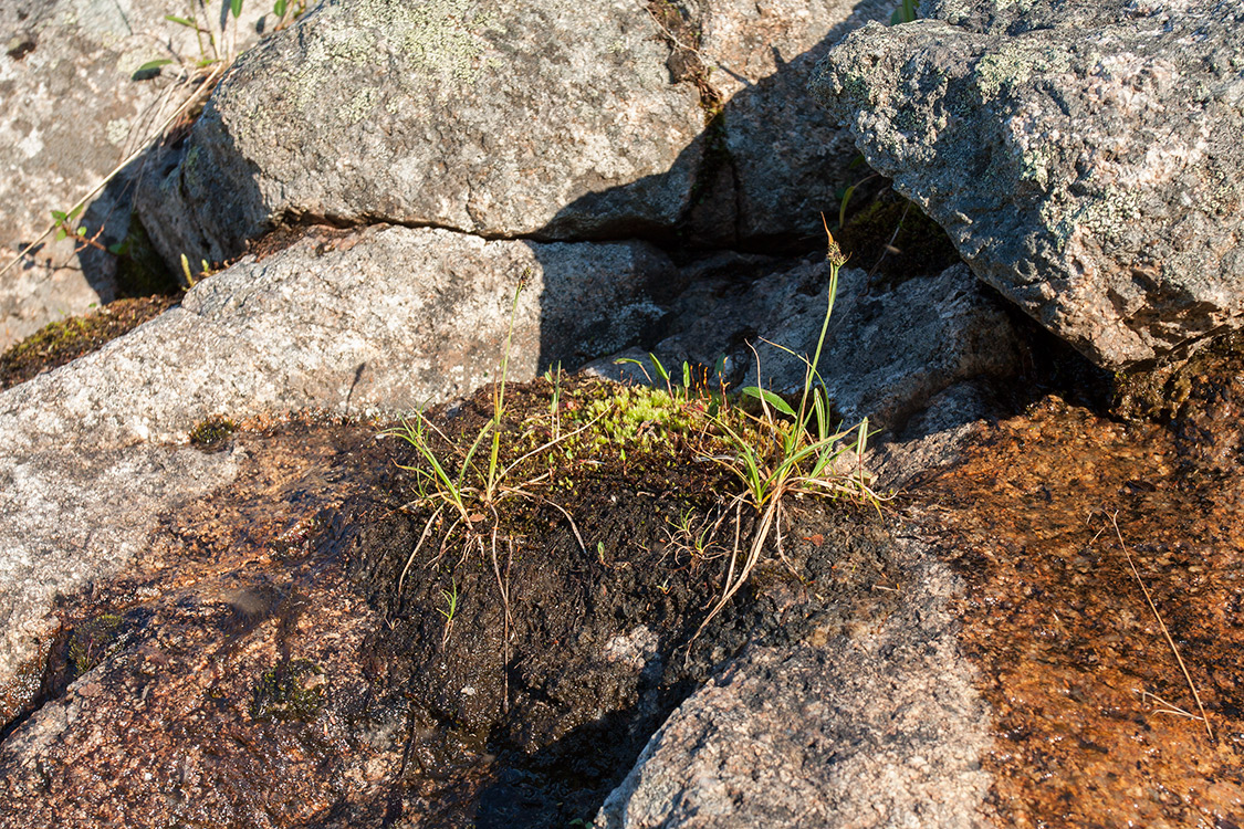 Image of Carex norvegica specimen.