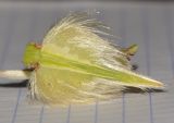 Sisyndite spartea