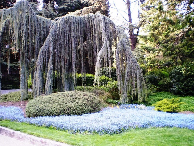 Image of Cedrus atlantica specimen.