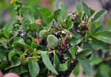 Amygdalus pedunculata. Побеги и созревающие плоды. Монголия, аймак Туве, окр. г. Эрдэнэсант, ≈ 1400 м н.у.м., горная степь, у подножия скал. 01.06.2017.