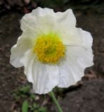 Papaver amurense