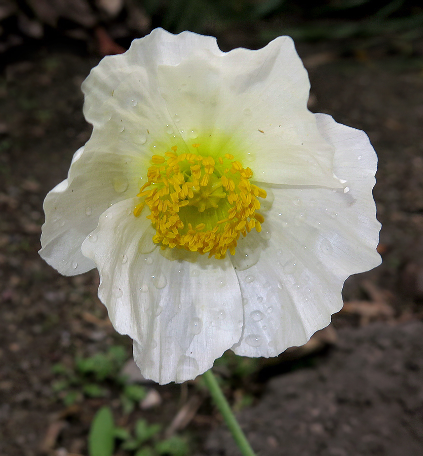 Изображение особи Papaver amurense.