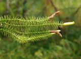 Lycopodium annotinum