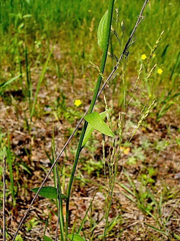 Image of Erigeron annuus specimen.