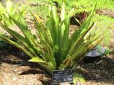 Asplenium nidus. Вегетирующее растение. Австралия, г. Брисбен, ботанический сад. 14.08.2016.