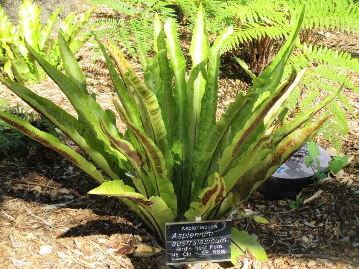 Image of Asplenium nidus specimen.