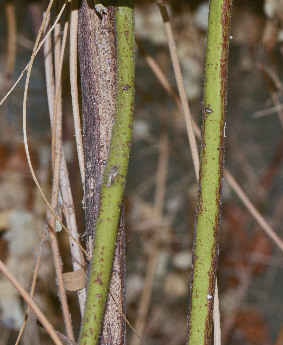 Image of Abrus precatorius specimen.