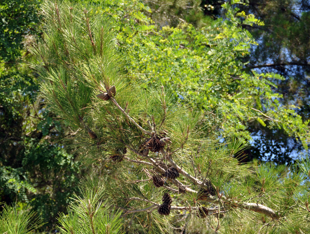 Изображение особи Pinus pityusa.