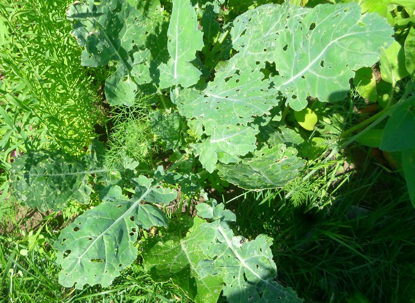 Image of Brassica napus specimen.