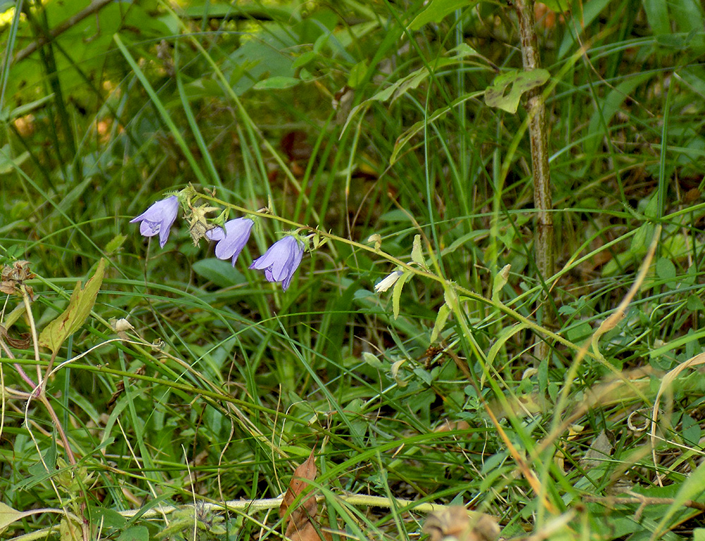 Изображение особи Campanula hohenackeri.