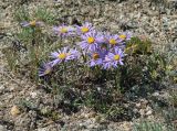 Aster serpentimontanus