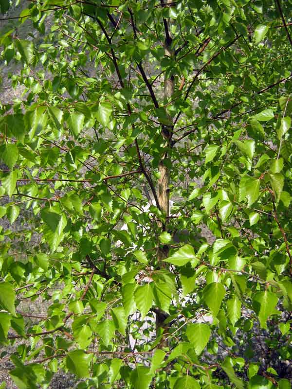 Image of Betula tianschanica specimen.