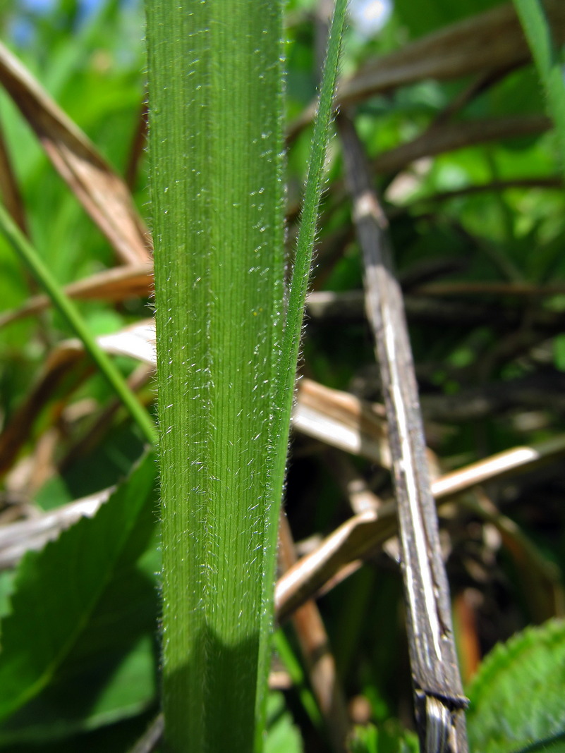 Image of Carex pilosa specimen.