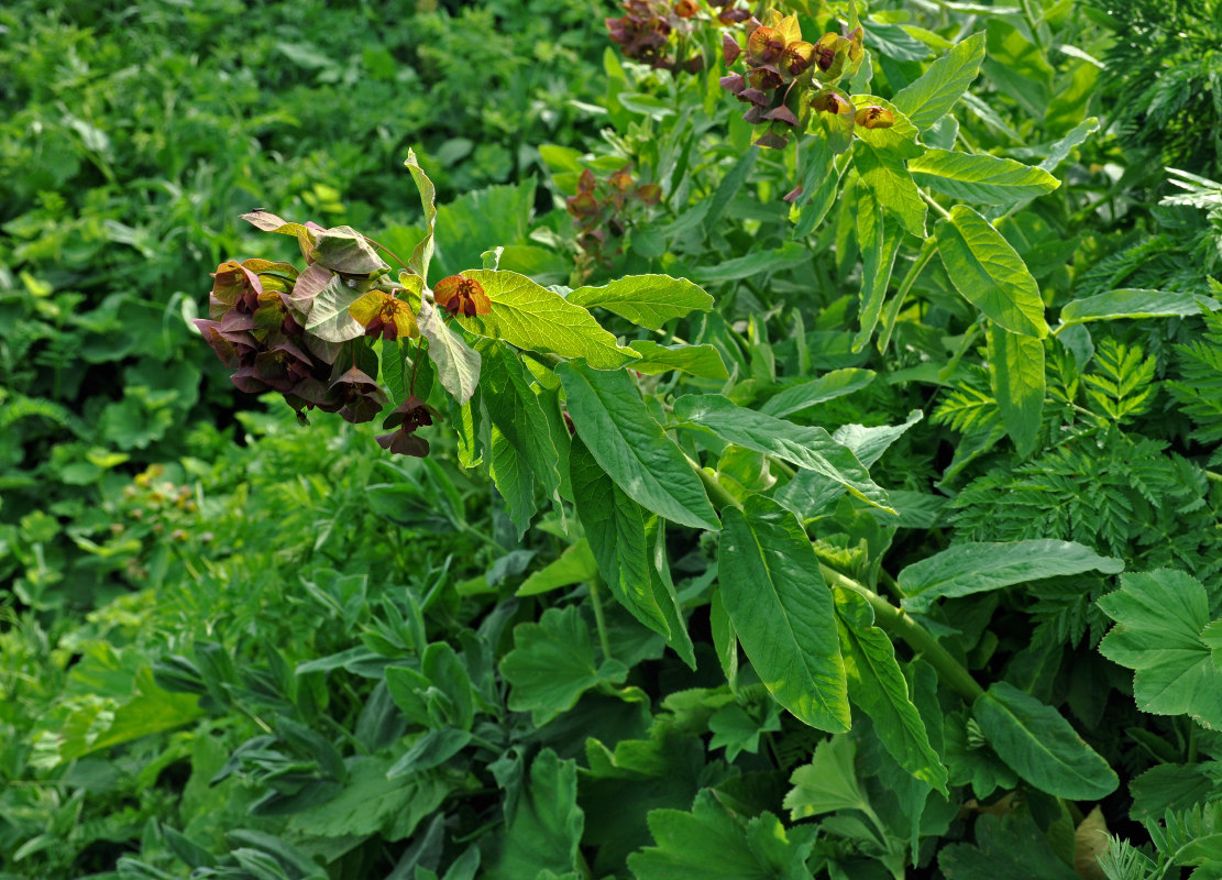 Image of Euphorbia oblongifolia specimen.