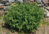 Sanguisorba officinalis