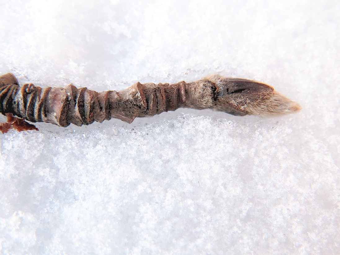 Image of Sorbus aucuparia specimen.