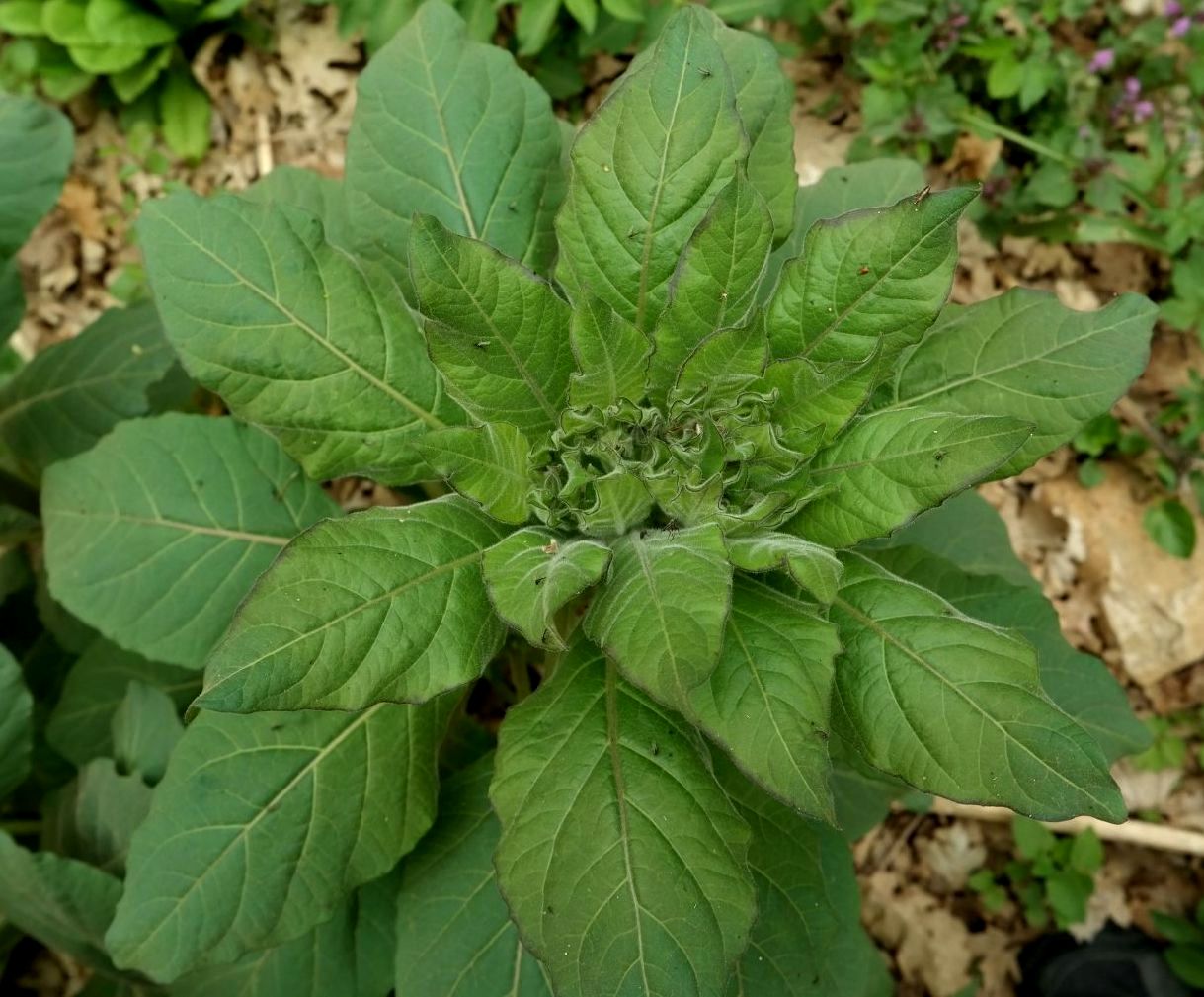 Image of Atropa bella-donna specimen.