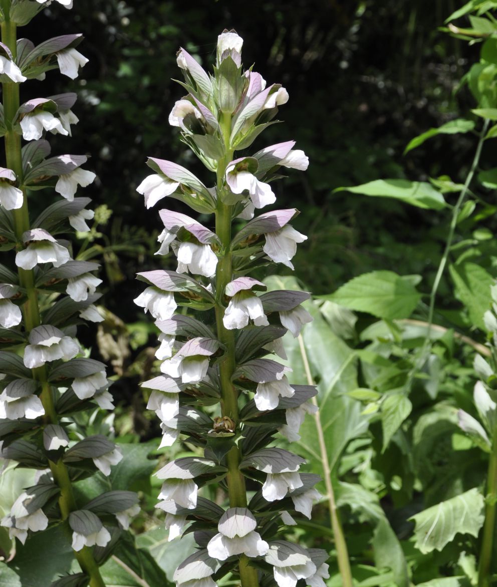Image of Acanthus mollis specimen.