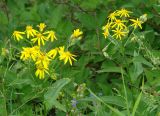 Senecio nemorensis