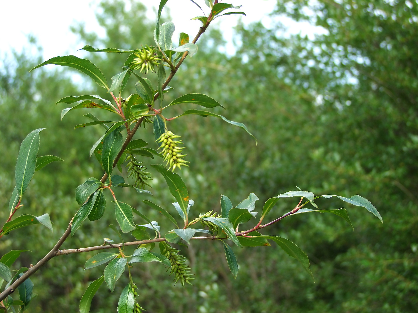 Image of Salix pseudopentandra specimen.