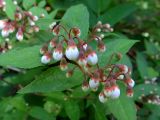 Deutzia gracilis. Нераспустившиеся соцветия. Москва, ГБС РАН, в культуре. 29.05.2018.