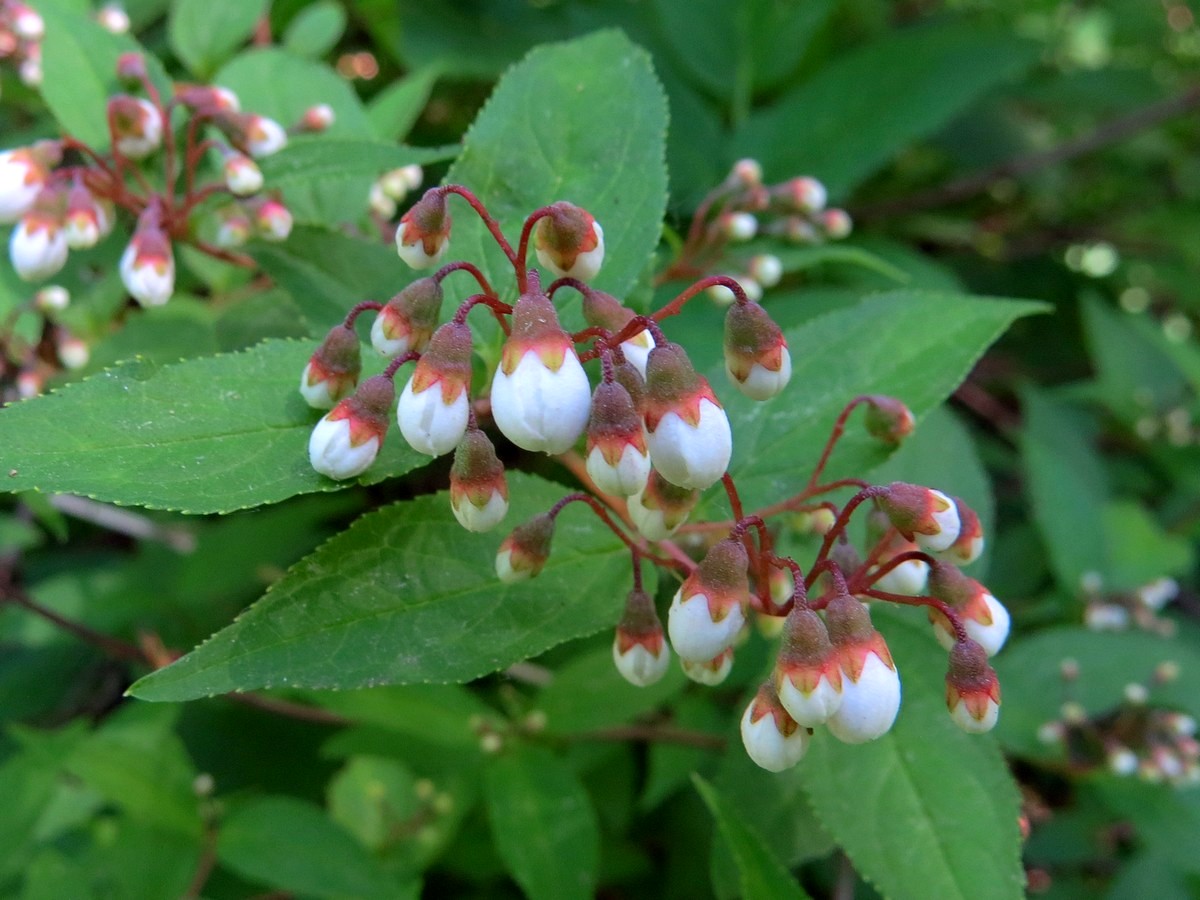 Image of Deutzia gracilis specimen.