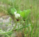 Trifolium subterraneum. Верхушка побега с соцветиями. Дагестан, окр. Махачкалы, вост. часть Нараттюбинского хр., луг на склоне. 07.05.2018.