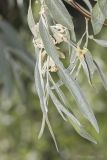 Elaeagnus angustifolia. Побеги с цветками. Саратов, Лысая гора, склон горы, грунт каменисто-меловой. 16.06.2018.
