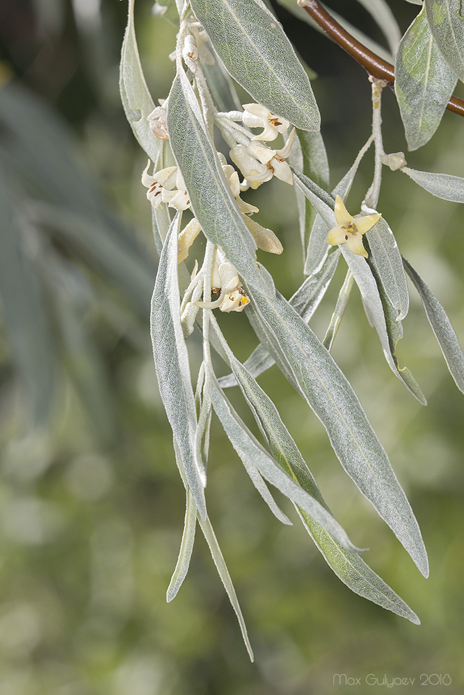 Image of Elaeagnus angustifolia specimen.