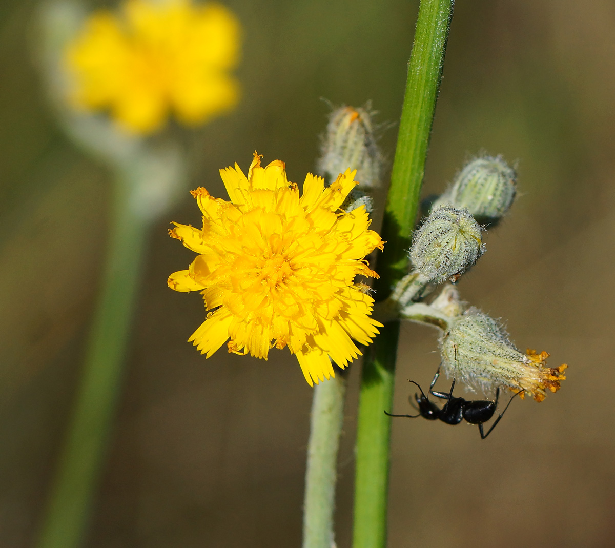 Изображение особи Pilosella procera.