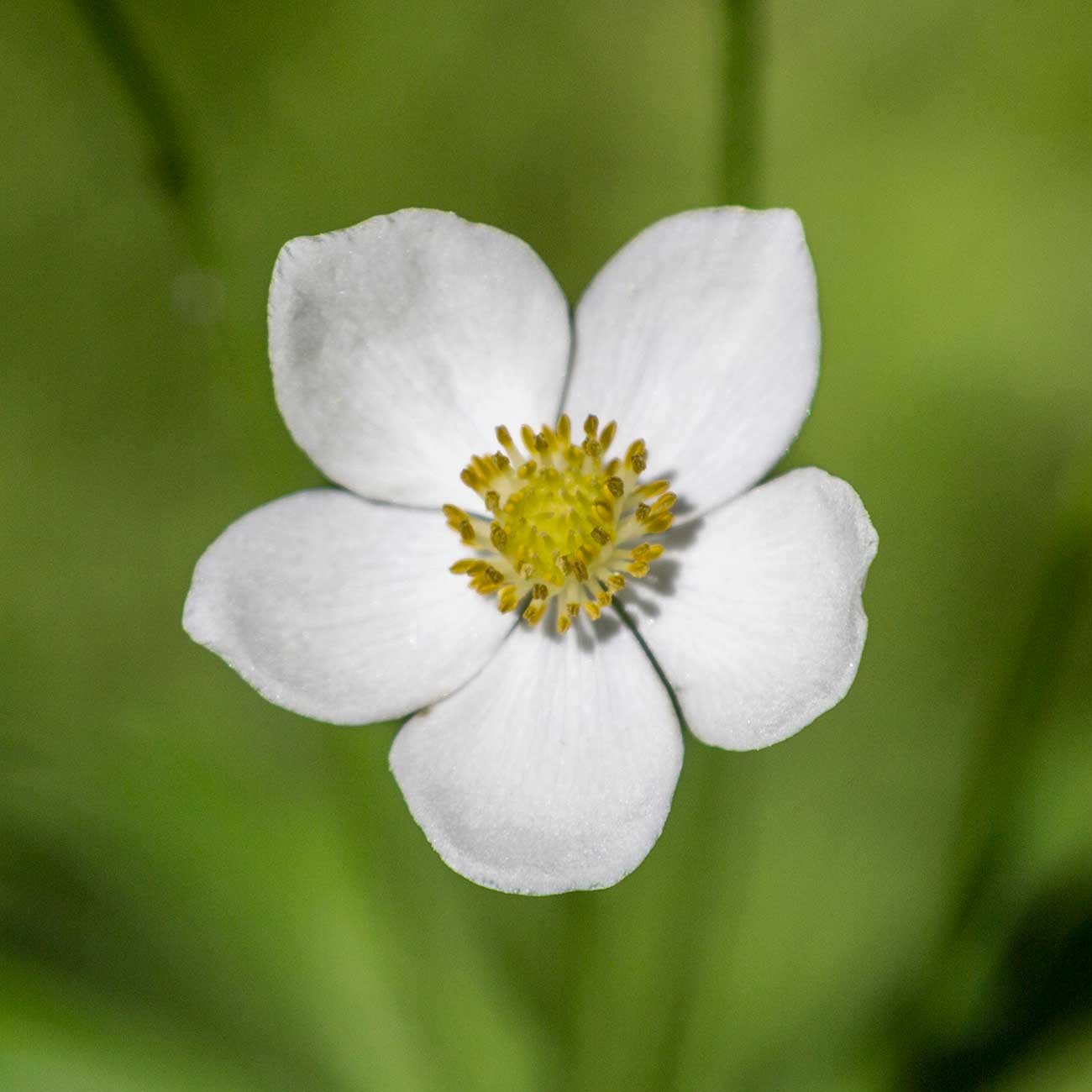 Изображение особи Anemonastrum crinitum.