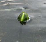 Nymphaea candida