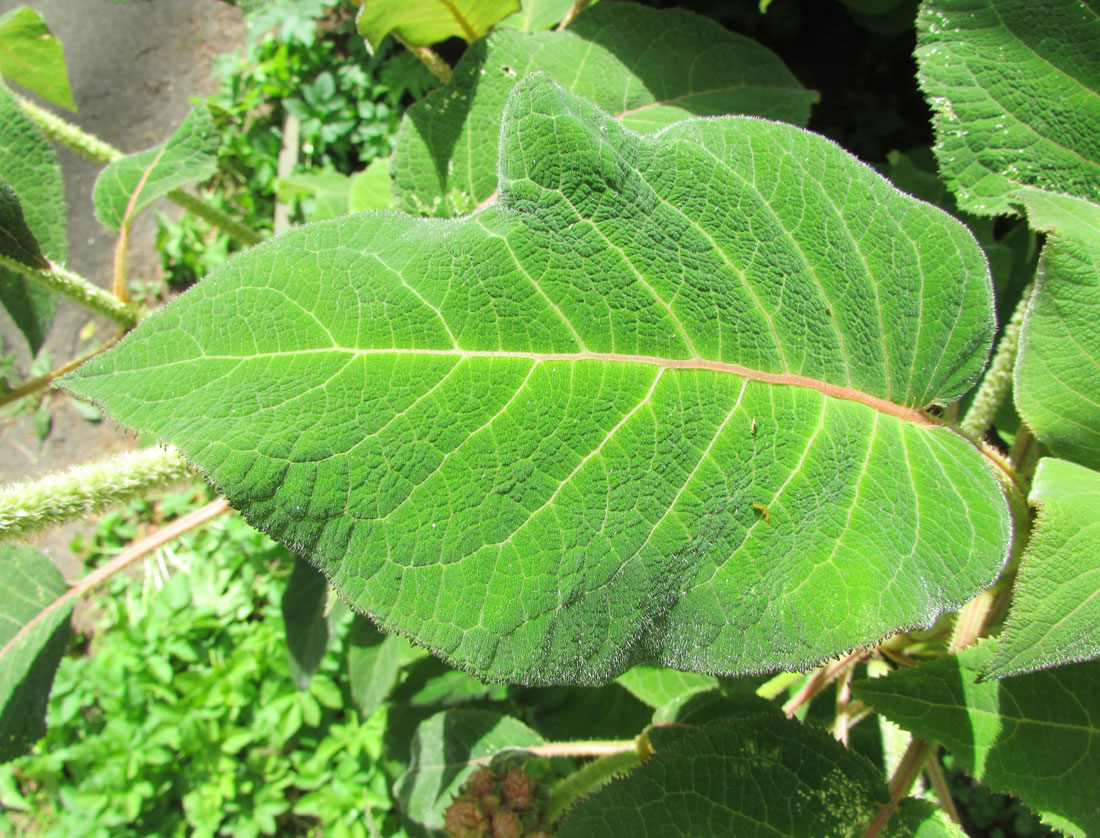 Image of Hydrangea aspera ssp. sargentiana specimen.