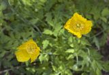 Papaver cambricum. Цветки. Костромская обл., Судиславский р-н, дер. Антипино, в культуре. 12.07.2018.