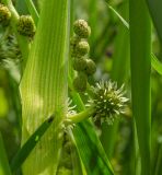 Sparganium microcarpum