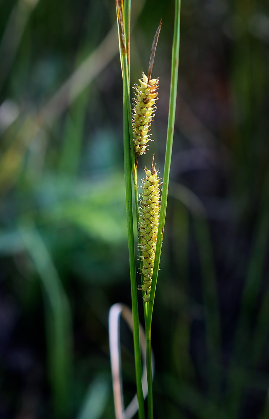 Image of Carex rostrata specimen.