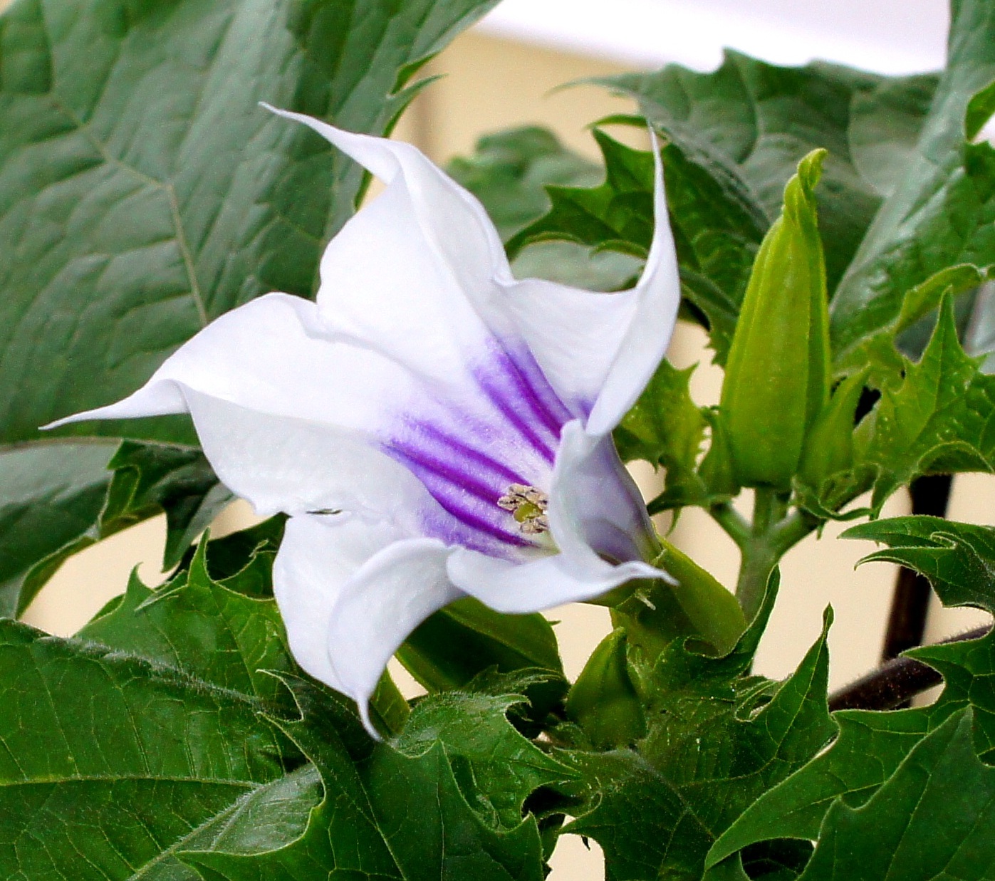 Изображение особи Datura stramonium var. tatula.