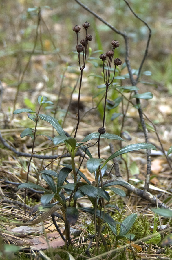 Image of Chimaphila umbellata specimen.